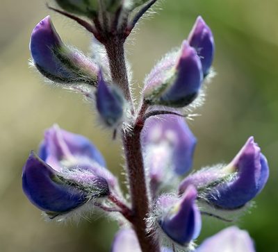 Lupinus nevadensis, photographed by Steve Matson