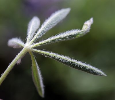 Lupinus nevadensis, photographed by Steve Matson