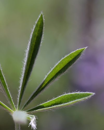 Lupinus nevadensis, photographed by Steve Matson