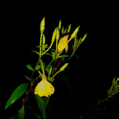 Oenothera nutans, photographed by the swamp ass