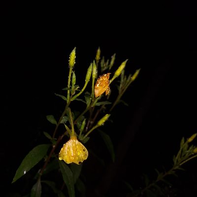 Oenothera nutans, photographed by the swamp ass