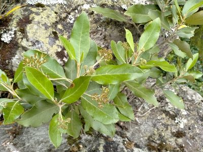 Olearia avicenniifolia, photographed by John Barkla