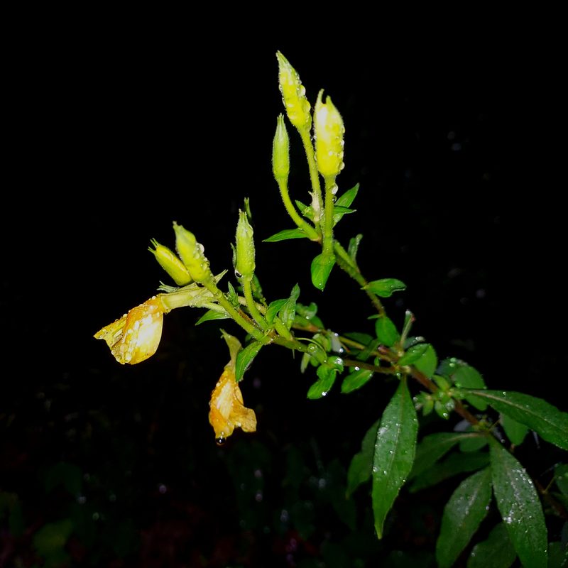 Oenothera nutans, photographed by the swamp ass