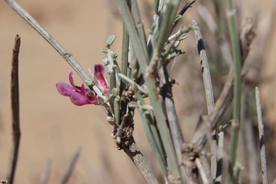 Greuteria argyrea, photographed by Olivier Argagnon