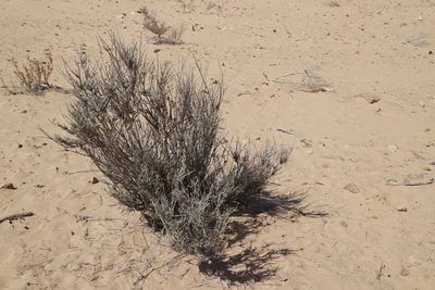 Greuteria argyrea, photographed by Olivier Argagnon