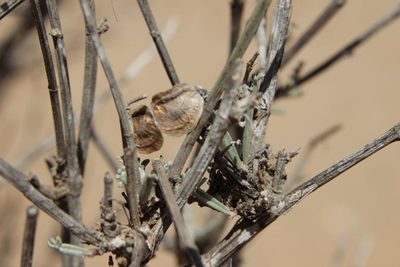 Greuteria argyrea, photographed by Olivier Argagnon
