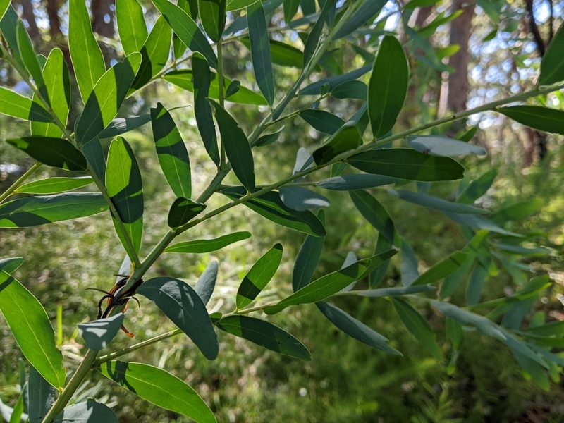 Acacia prominens, photographed by Joe Atkinson