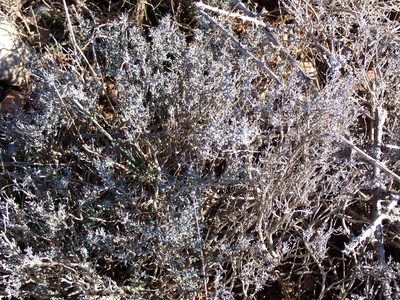 Thymus vulgaris, photographed by David Delon