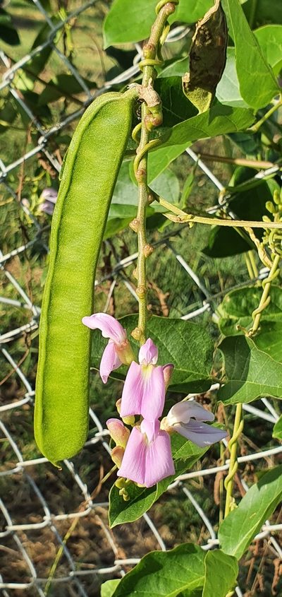 Canavalia papuana, photographed by Bethlea Bell