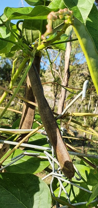 Canavalia papuana, photographed by Bethlea Bell
