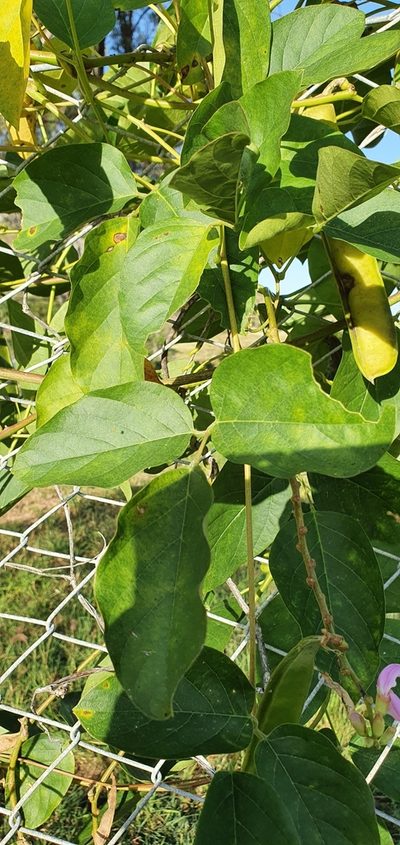 Canavalia papuana, photographed by Bethlea Bell
