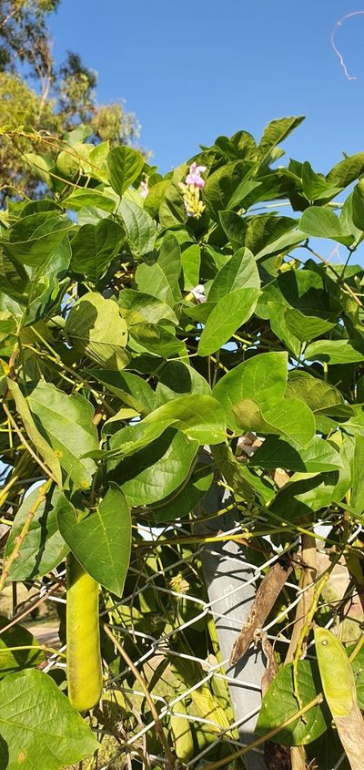 Canavalia papuana, photographed by Bethlea Bell