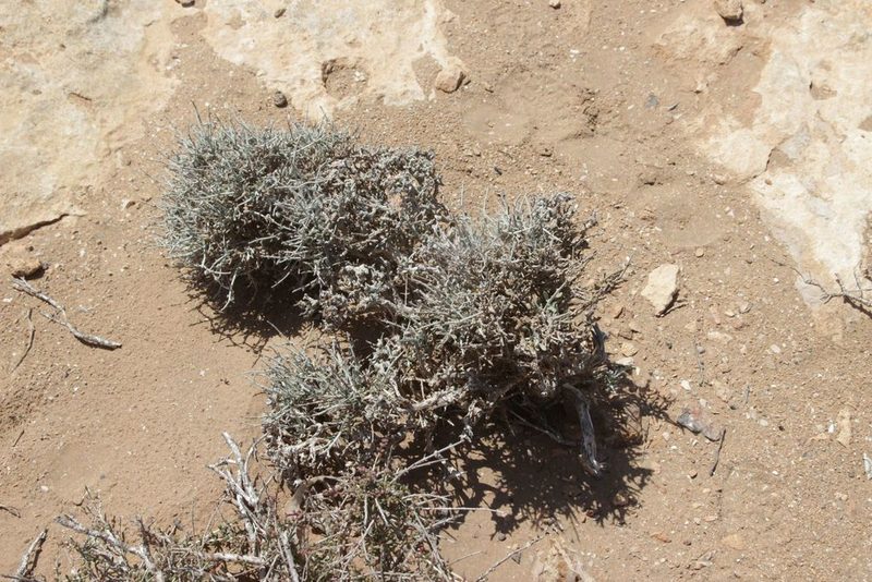 Teucrium chardonianum, photographed by Olivier Argagnon