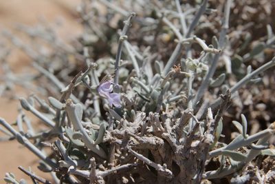 Teucrium chardonianum, photographed by Olivier Argagnon