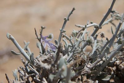 Teucrium chardonianum, photographed by Olivier Argagnon