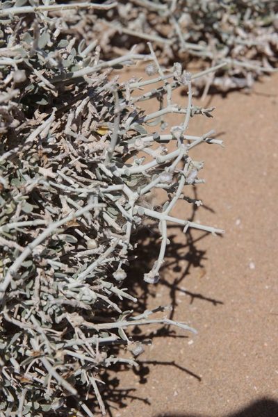 Teucrium chardonianum, photographed by Olivier Argagnon
