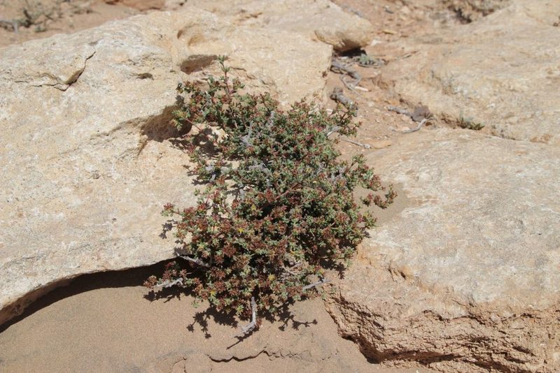 Gymnocarpos decander, photographed by Olivier Argagnon