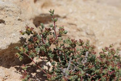 Gymnocarpos decander, photographed by Olivier Argagnon