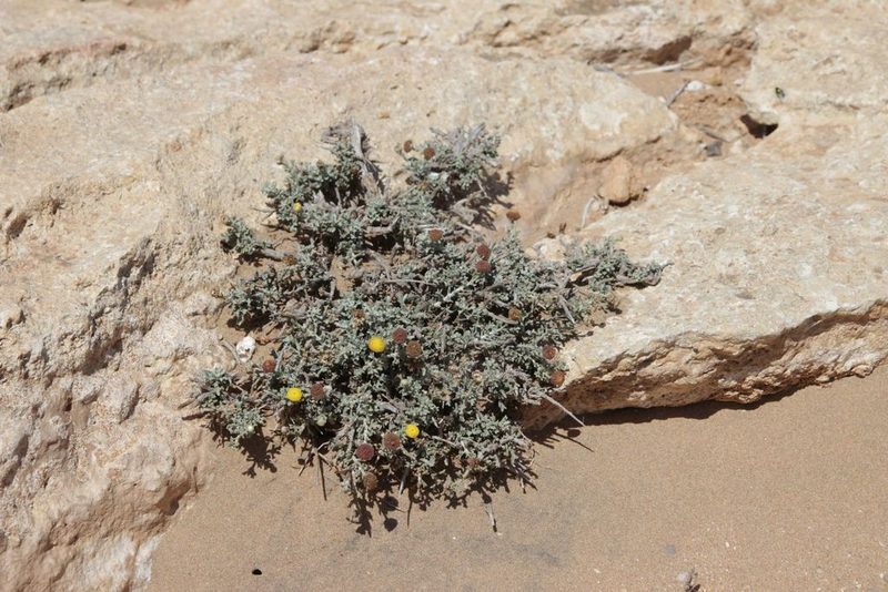 Pentzia hesperidum, photographed by Olivier Argagnon