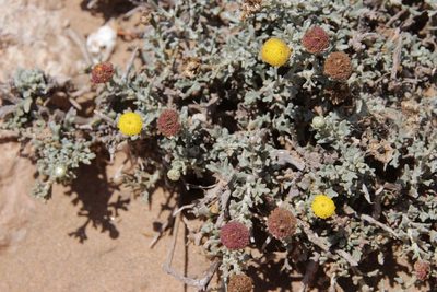 Pentzia hesperidum, photographed by Olivier Argagnon