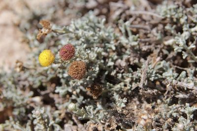 Pentzia hesperidum, photographed by Olivier Argagnon