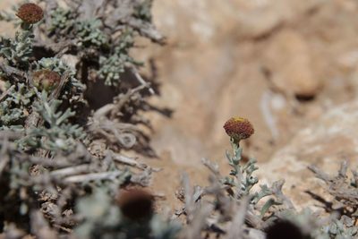 Pentzia hesperidum, photographed by Olivier Argagnon