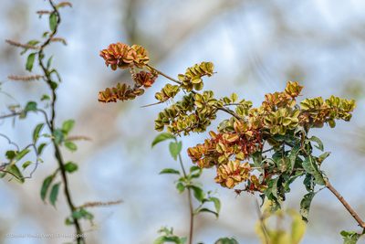 Combretum farinosum, photographed by Daniel Pineda Vera