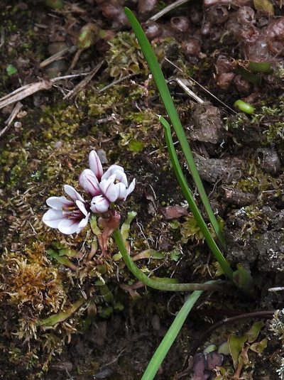 Nothoscordum andicola, photographed by Hugo Hulsberg