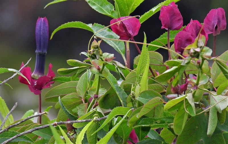 Passiflora umbilicata, photographed by Hugo Hulsberg