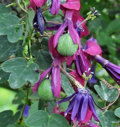 Passiflora umbilicata, photographed by Hugo Hulsberg