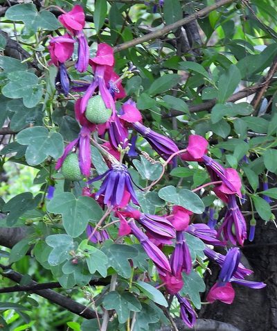 Passiflora umbilicata, photographed by Hugo Hulsberg