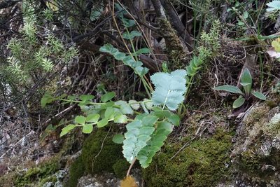 Gingidia grisea, photographed by John Barkla