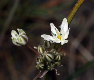 Muilla transmontana, photographed by Steve Matson