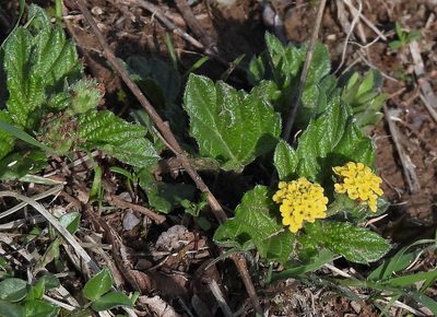 Lippia turnerifolia, photographed by Hugo Hulsberg