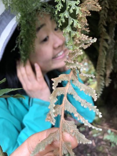 Hymenophyllum tomentosum, photographed by Skjold Søndergaard