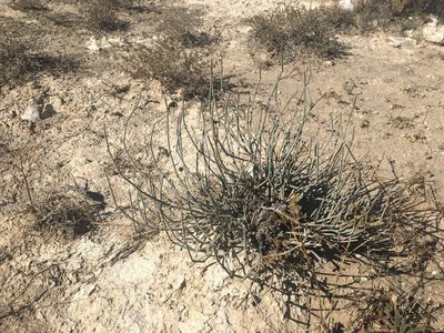 Ephedra torreyana, photographed by Vincent Weber