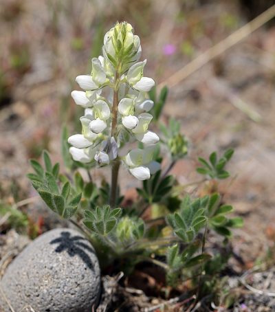 Lupinus malacophyllus, photographed by Steve Matson