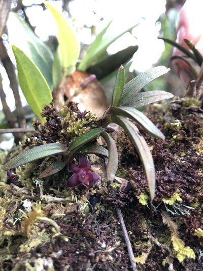 Epidendrum rhodovandoides, photographed by Skjold Søndergaard