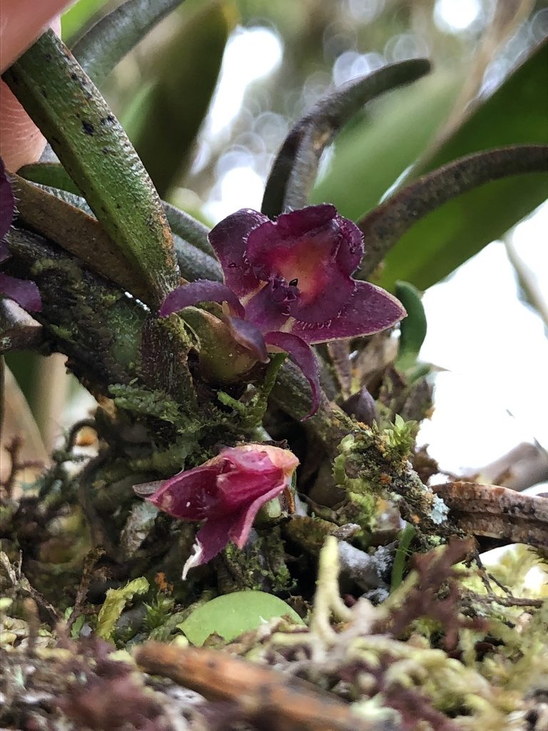 Epidendrum rhodovandoides, photographed by Skjold Søndergaard