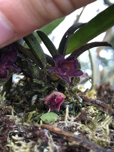 Epidendrum rhodovandoides, photographed by Skjold Søndergaard