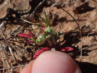 Paronychia ahartii, photographed by Scott Yarger