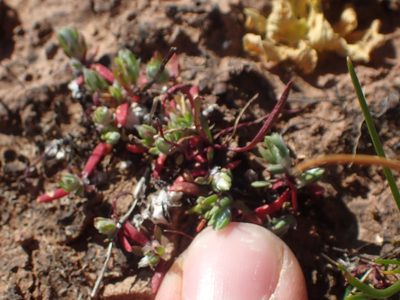 Paronychia ahartii, photographed by Scott Yarger