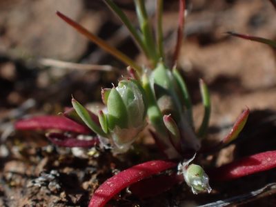 Paronychia ahartii, photographed by Scott Yarger