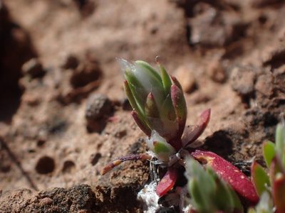 Paronychia ahartii, photographed by Scott Yarger