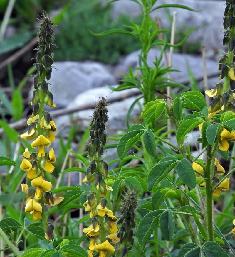Crotalaria maypurensis, photographed by Hugo Hulsberg