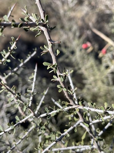 Condalia spathulata, photographed by Evelyn Lazzaretti 🏳️‍⚧️