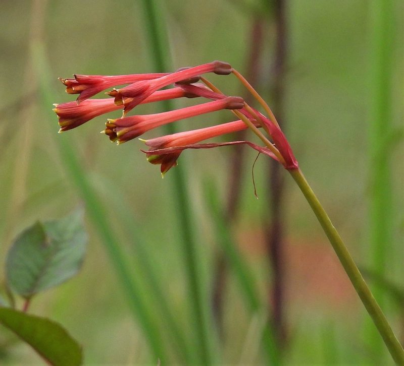 Hieronymiella argentina, photographed by Hugo Hulsberg