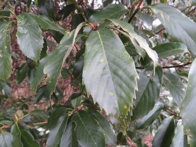 Quercus glauca, photographed by Marco Mussita