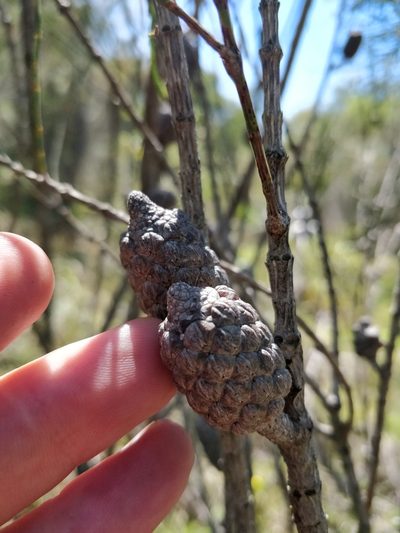 Allocasuarina distyla, photographed by Will Cornwell