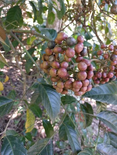 Leea nova-guineensis, photographed by jhammock
